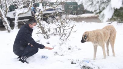 Hayvanlar için seferberlik