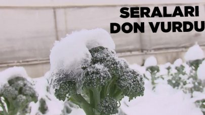 İstanbul’da seraları don vurdu