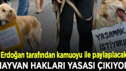 Hayvan hakları yasası çıkıyor!