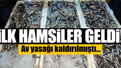 Av yasağının kalkması sonrası ilk hamsiler halde! Hamsi kaç lira?