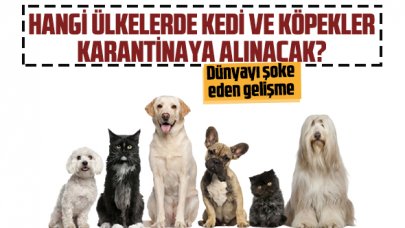 Dünyayı şok eden gelişme: Hangi ülkede kedi ve köpekler karantinaya alınacak?