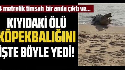 4 metrelik timsah bir anda çıktı ve ölü köpekbalığını böyle yedi