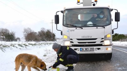 Elektrik arızasına giden ekiplerden sokak hayvanlarına mama desteği