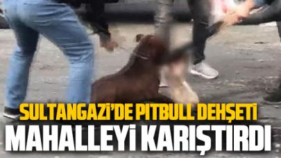 Sultangazi'de pitbull vahşeti mahalleyi birbirine kattı!