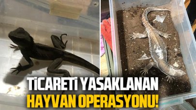 Yasaklanan hayvan ticareti operasyonu! Çok sayıda sürüngen ele geçirildi