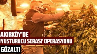 Bakırköy'de 'uyuşturucu serası' operasyonu: 1 gözaltı