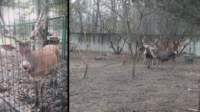 Hayvanat bahçesindeki geyiği önce kaçırdılar, sonra yediler; 2 kişi tutuklandı