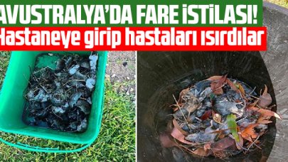 Avustralya'da fare istilası: Hastaneye girip hastaları ısırdılar