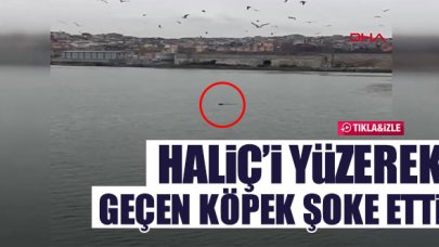 Köpek yüzerek Haliç'i geçti!