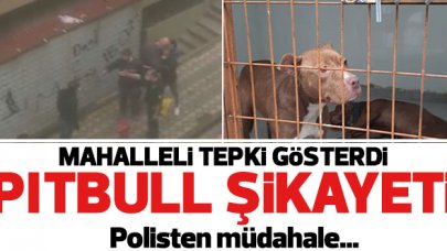 Sultangazi'de pitbull beslenmesine tepki!