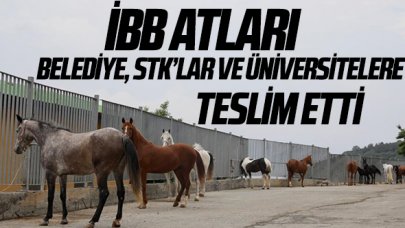 İstanbul Büyükşehir Belediyesi atları belediyeler, STK'lar ve üniversitelere teslim etti