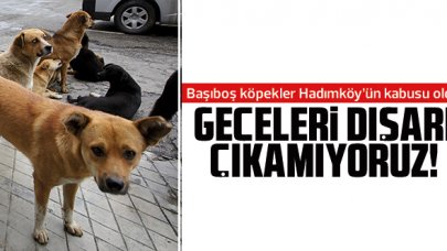 Hadımköylülerin başıboş köpek kabusu: Geceleri dışarı çıkamıyoruz