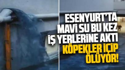 Esenyurt'taki mavi su kabusu bu kez iş yerlerini vurdu! 'Sokak köpekleri içip ölüyor!'