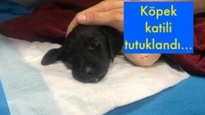 Köpek katili tutuklandı...