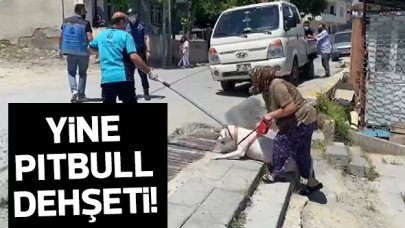 Yine pitbull dehşeti