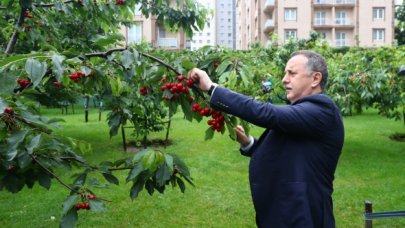 Kirazlar filyasyon ekiplerine toplandı