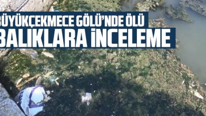 Büyükçekmece'de ölü balıklar için inceleme