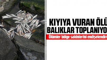 Küçükçekmece Gölü'nde kıyıya vuran ölü balıklar toplanıyor