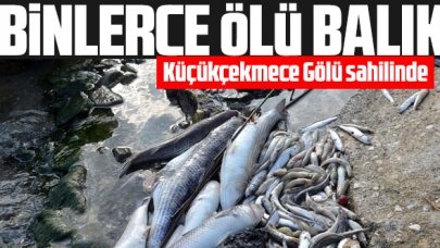 Binlerce ölü balık Küçükçekmece Gölü sahilinde