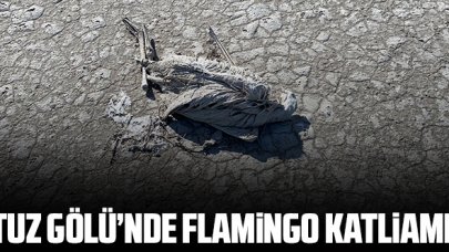 Tuz Gölü'nde flamingo katliamı!