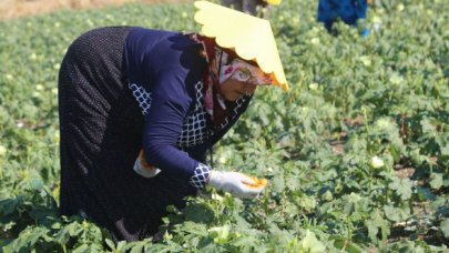 Büyükçekmece'de kadınlar hasada çıktı