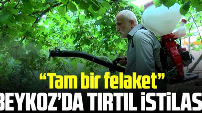 Beykoz'da tırtıl istilası!