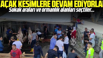 Kaçak kesimler bu sene de devam ediyor