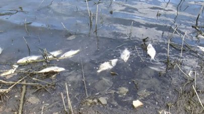 Alibeyköy'de korkutan balık ölümleri