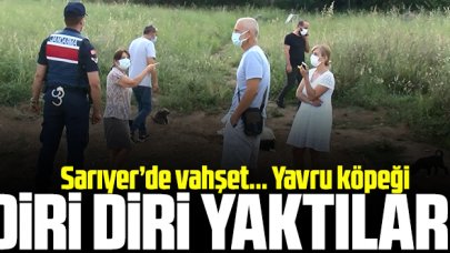 Sarıyer'de vahşet! Yavru köpeği diri diri yaktılar...