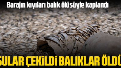 May Barajı'nda sular çekildi balıklar öldü