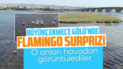 Büyükçekmece  Gölü'nde flamingo sürprizi