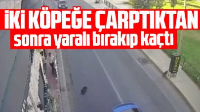 Bakırköy'de 2 köpeğe birden çarpan sürücü kaçtı