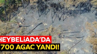 Heybeliada'da 1700 ağaç yandı! Yeşillendirme çalışmaları başladı