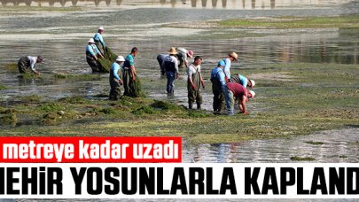 Seyhan Nehri'ni yosunlar kapladı