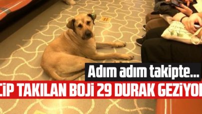 Mikroçip takılan Boji bir günde 29 durak geziyor