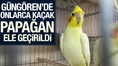 Güngören'de 45 kaçak papağan ele geçirildi