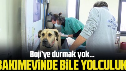 Boji bakımevinde bile yolculuk yapıyor