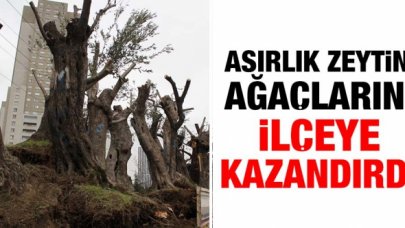 Esenyurt Belediyesi asırlık zeytin ağaçlarını ilçeye kazandırdı