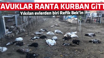 Tavuklar ranta kurban gitti!