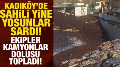 Kadıköy'de sahili yine kırmızı yosun sardı