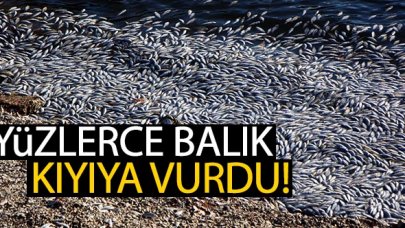 Sünnet Gölü Tabiat Parkı'nda yüzlerce balık kıyıya vurdu