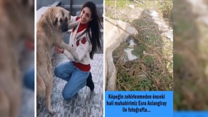 Kırklareli Vize'de çok sayıda köpekler öldürüldü… 