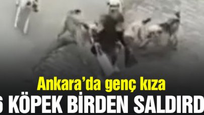 Ankara'da genç kıza 6 köpek birden saldırdı