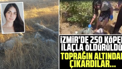 İzmir'de 250 köpek ilaçla öldürüldü!