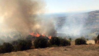 Tekirdağ'da 50 dönüm zeytinlik küle döndü