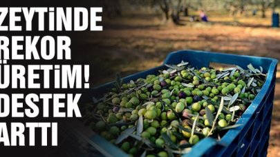 Zeytin üretiminde rekor artış