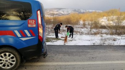 Jandarma ekipleri sokaktaki hayvanları ihmal etmiyor