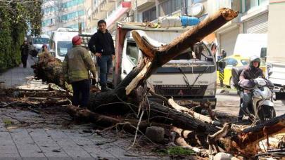 Park halindeki kamyonetin üzerine ağaç devrildi