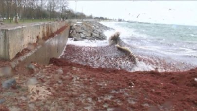 Caddebostan Sahili'ni kırmızı yosunlar sardı