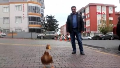 Ördeği 'Duman'ı her gün Tekirdağ sokaklarında gezdiriyor